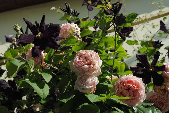 Abraham DArby si Romantika - 2016 plantele mele II