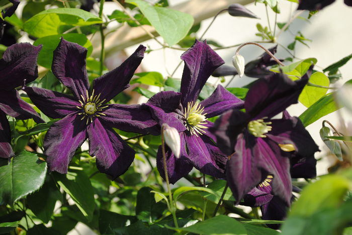 clematis Romantika