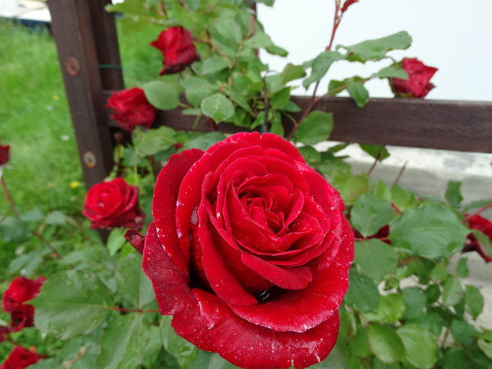 DSC03713 - d-trandafiri 2016