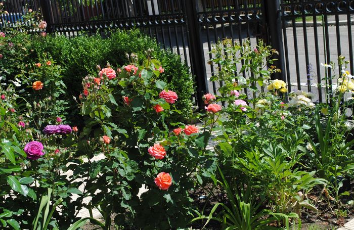29 mai - 2016 gradina mea