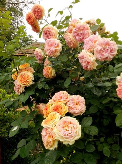 13301364_958275424318952_8178917120161686684_o - 0 TRANDAFIRI 2016