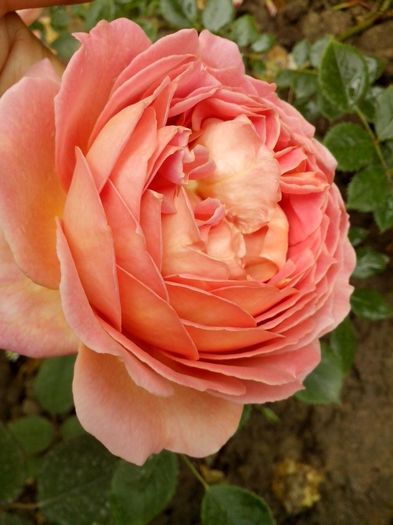 13304971_958275650985596_8089071290947005539_o - 0 TRANDAFIRI 2016