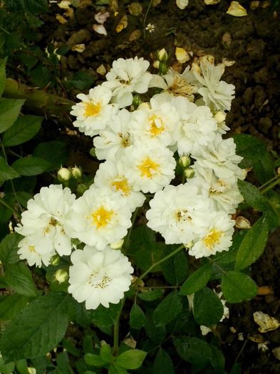 13329450_958275760985585_5727334310797489193_o - 0 TRANDAFIRI 2016