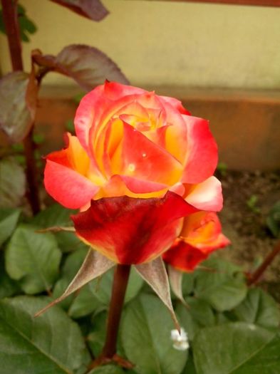 13247830_951154208364407_2510002556136384554_o - 0 TRANDAFIRI DIMOV 2016