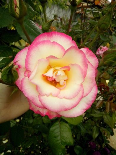 13350442_958275580985603_5046316640062306652_o - 0 TRANDAFIRI 2016