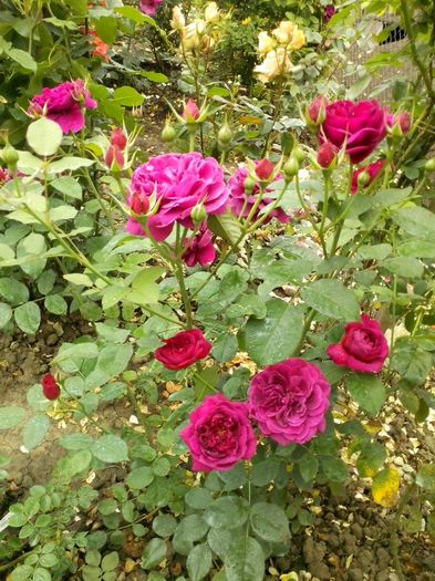 13340259_958275604318934_2863816674890682262_o - 0 TRANDAFIRI DIMOV 2016