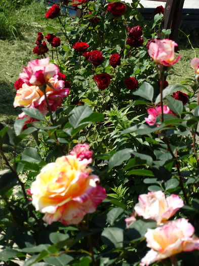 DSC03799