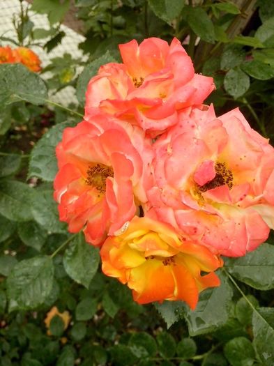 13316804_958089674337527_860959647473570186_o - 0 TRANDAFIRI DIMOV 2016