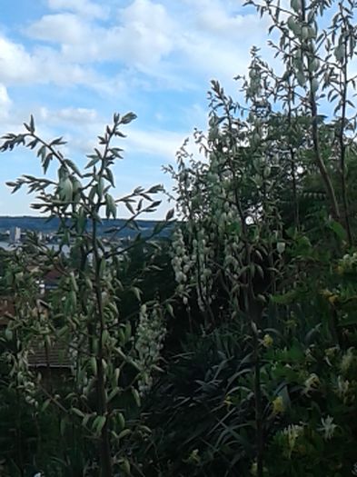 182 - GRADINA MEA inceputuri