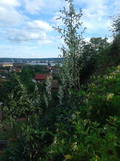 180 - GRADINA MEA inceputuri