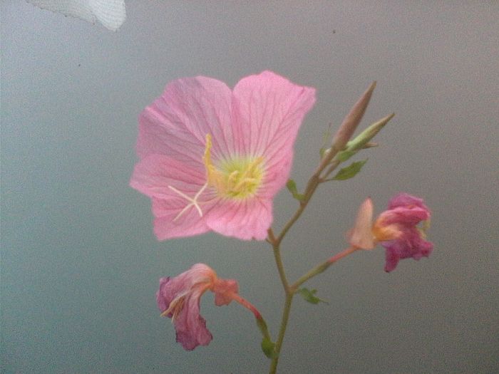 flori 004 - Oenothera Speciosa