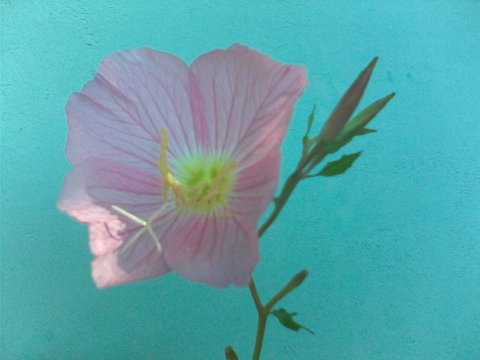 flori 005 - Oenothera Speciosa