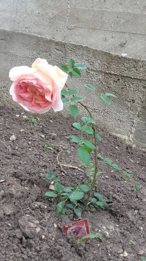 Dimov - nr. 15 - Trandafiri 2016