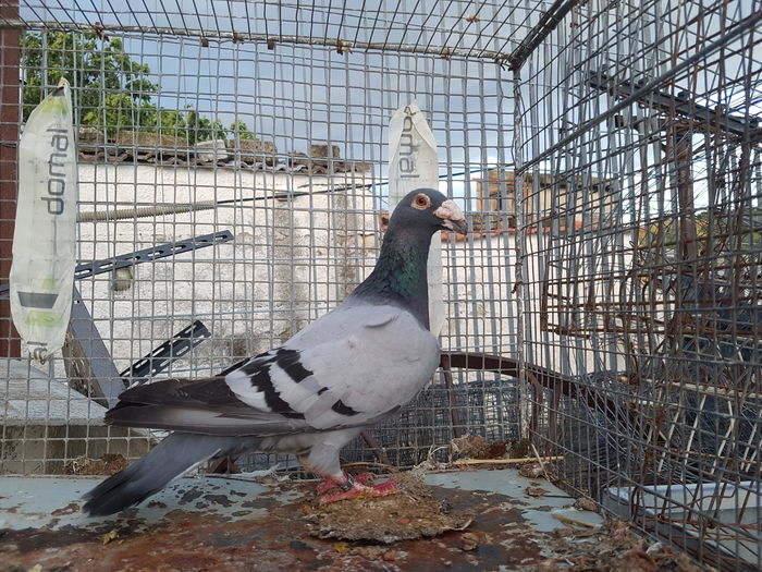 F 2014 - Voiajori Italiani de Frumusete