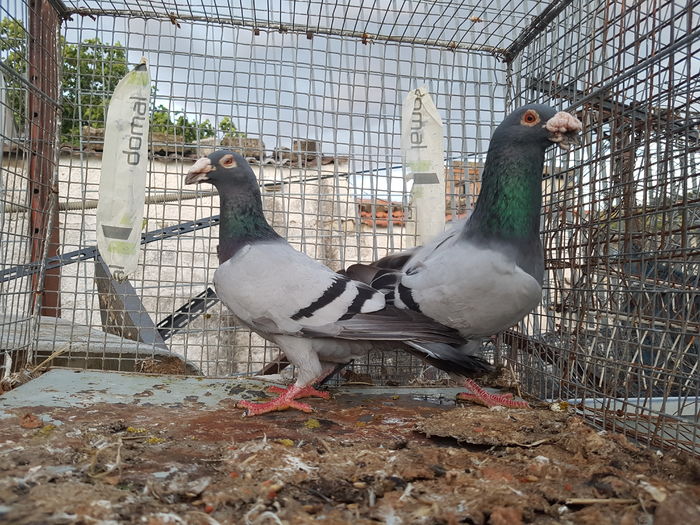 Per.12 M2015 F2014 - Voiajori Italiani de Frumusete