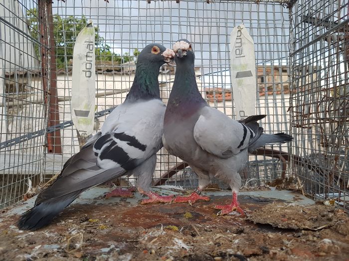 Per.12 M2015 F2014 - Voiajori Italiani de Frumusete