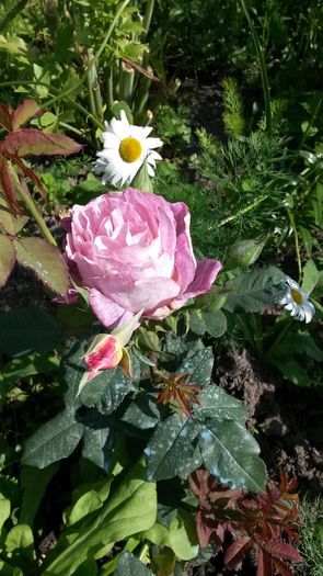 aceeasi floare dupa 2 zile - Cel mai asteptat moment - Primul boboc si prima floare
