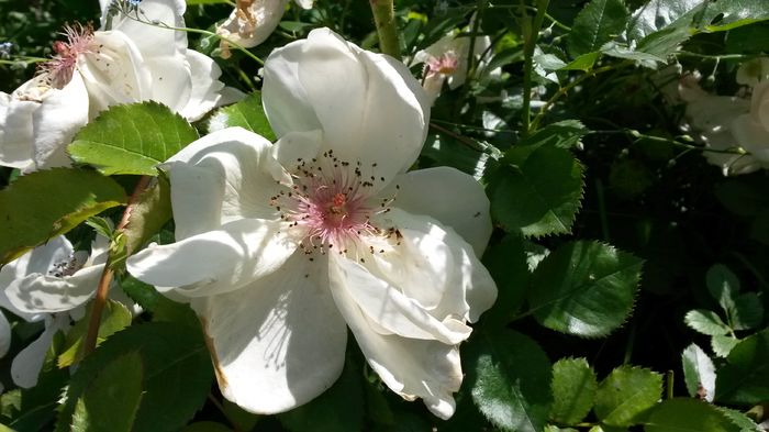 Jacqueline du Pre - E Florar in calendar