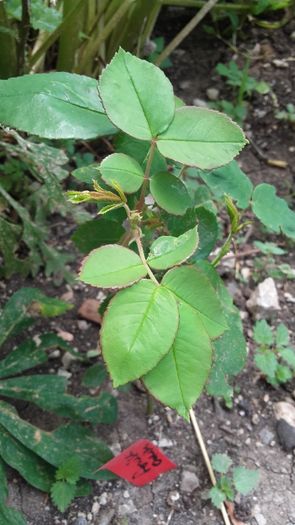 Louise Odier - Multumesc Floralia; are bobocel :))
