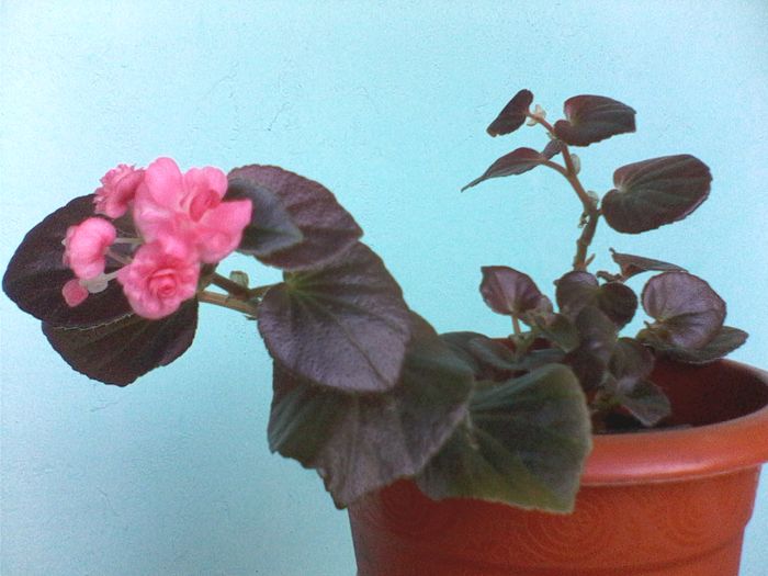 flori 013 - BEGONIA SEMPERFLORENS