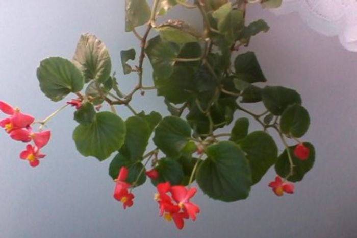  - BEGONIA SEMPERFLORENS