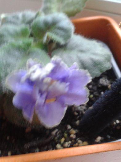 20160525_070752 - E VARA PE CARAREA MEA