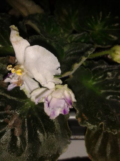 20160525_070844 - E VARA PE CARAREA MEA
