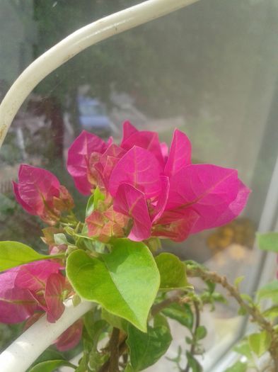 20160527_095845 - E VARA PE CARAREA MEA