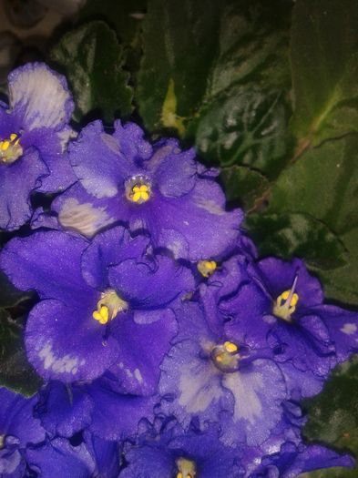 20160527_112934 - E VARA PE CARAREA MEA