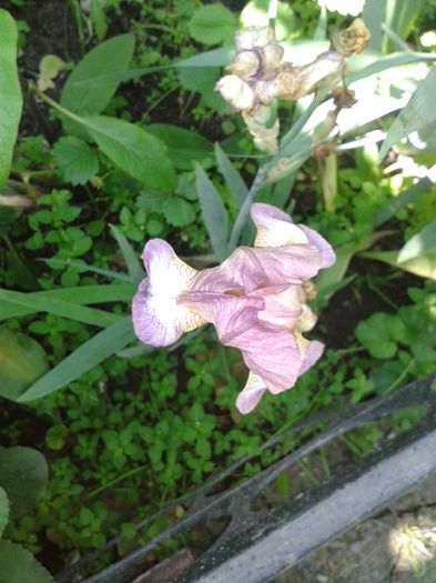 20160529_110532 - E VARA PE CARAREA MEA