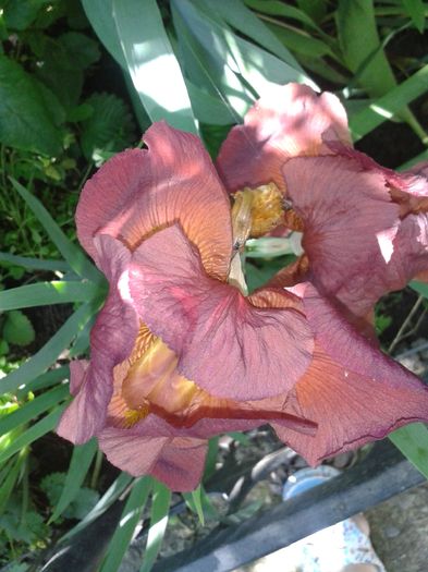 20160529_110546 - E VARA PE CARAREA MEA