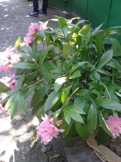20160529_110554 - E VARA PE CARAREA MEA