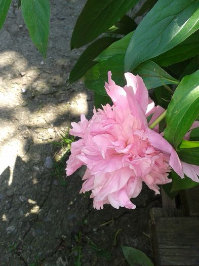 20160529_110559 - E VARA PE CARAREA MEA