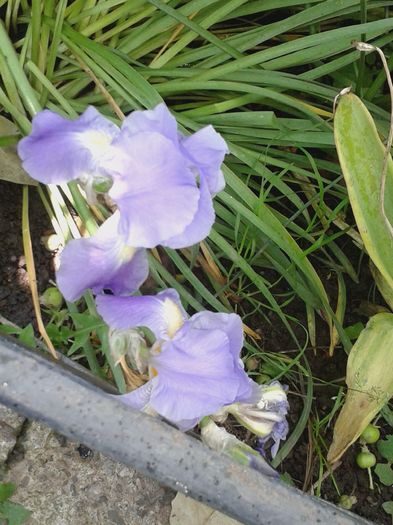 20160529_110637 - E VARA PE CARAREA MEA