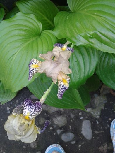 20160529_110819 - E VARA PE CARAREA MEA