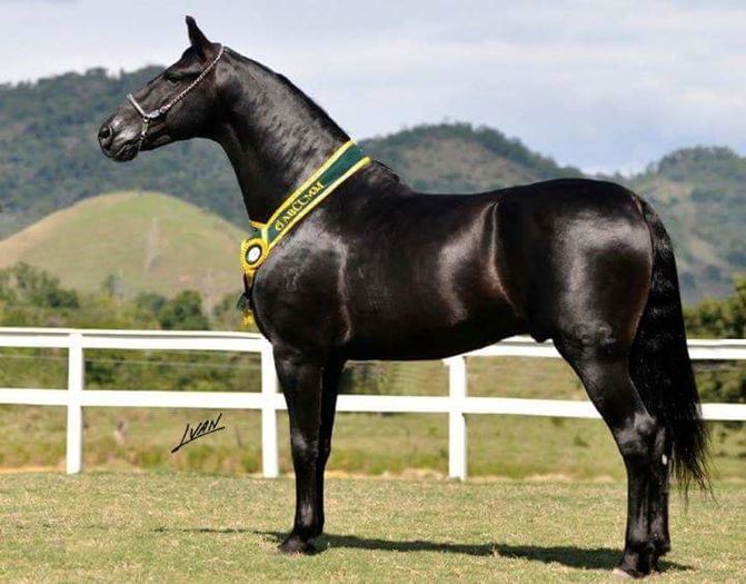 FB_IMG_1464890627133 - C Pentru cei care le plac aceste animale