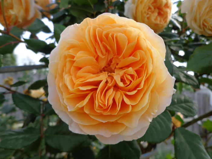 DSC03580 - A-TRANDAFIRI 2016