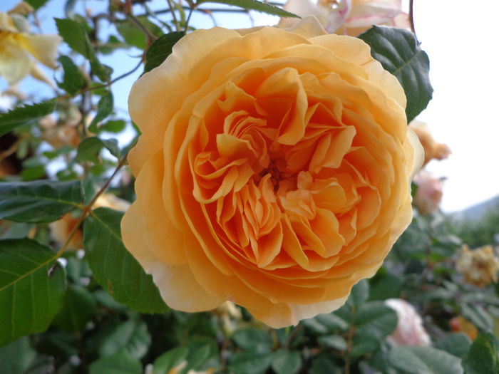 DSC03581 - A-TRANDAFIRI 2016