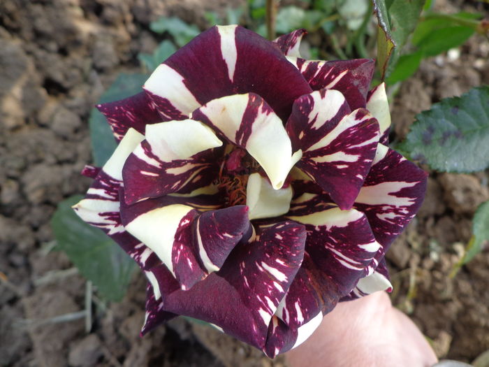 DSC03588 - A-TRANDAFIRI 2016