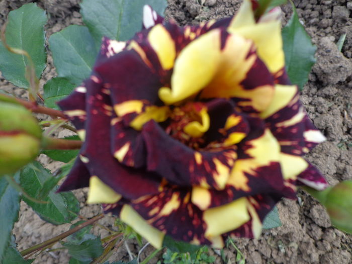 DSC03587 - A-TRANDAFIRI 2016