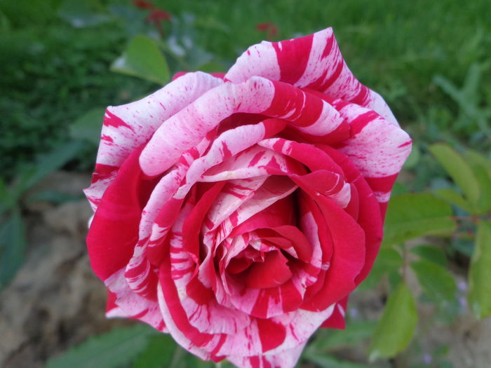 DSC03591 - A-TRANDAFIRI 2016