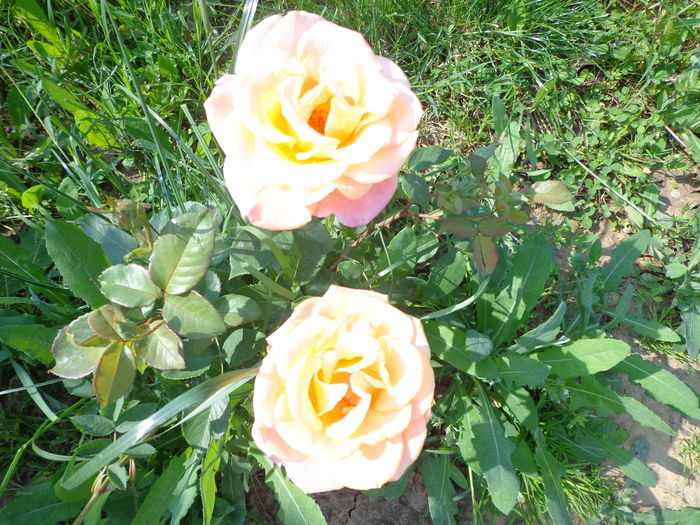 DSC03600 - A-TRANDAFIRI 2016