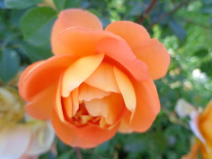 DSC03605 - A-TRANDAFIRI 2016