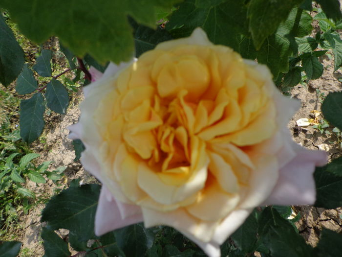 DSC03636 - A-TRANDAFIRI 2016