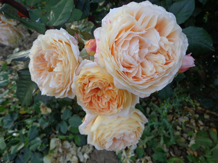 DSC03781 - A-TRANDAFIRI 2016