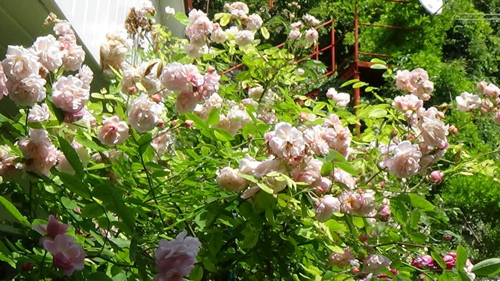 DSC07702