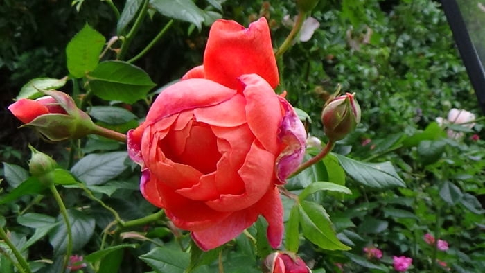 DSC07800