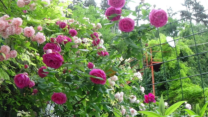 DSC07906