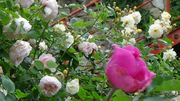 DSC07911
