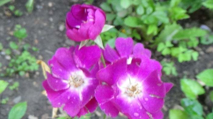 DSC08008